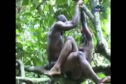 LEAK VIDEO: Village lovers Nacking on top of a tree
