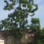 VIDEO: She seduced her compound neighbor and fucked him